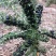 山东优质黑枸杞苗2年规格齐全