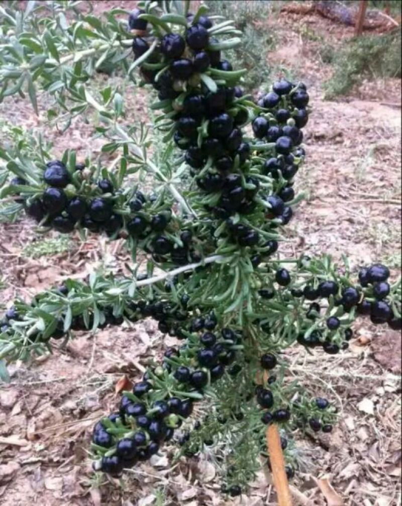 山东优质黑枸杞苗2年规格齐全
