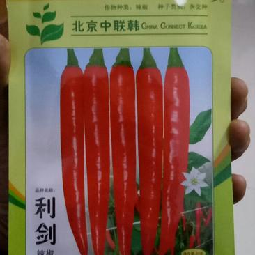 辣椒种子韩国美人椒种子