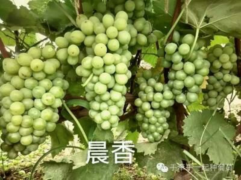 夏黑葡萄苗1年30cm以下