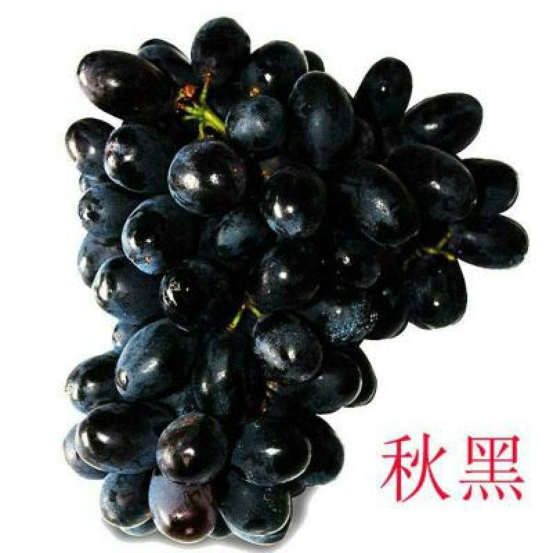 夏黑葡萄苗1年30cm以下