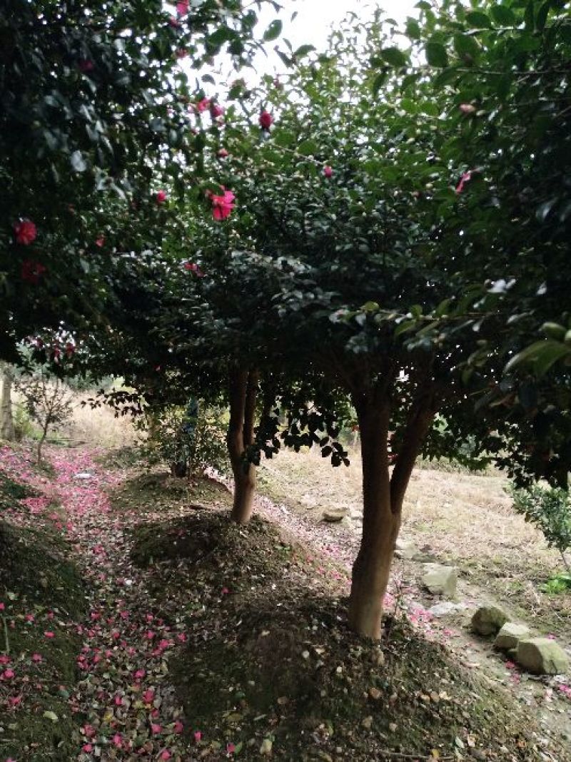 茶梅14~16cm12~14cm2.5~3米