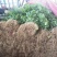 大叶香菜20~30厘米