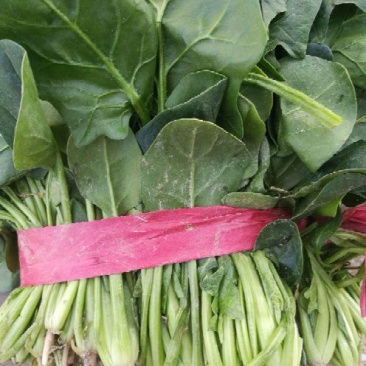 大叶菠菜20~25厘米