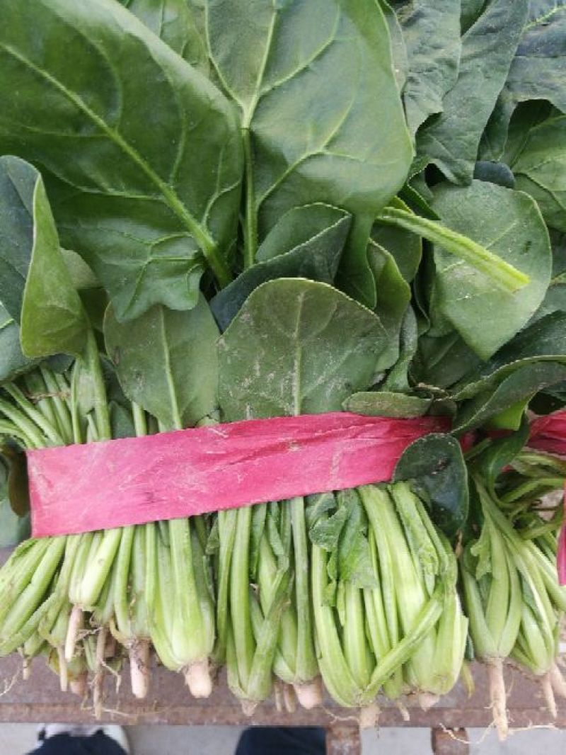 大叶菠菜20~25厘米