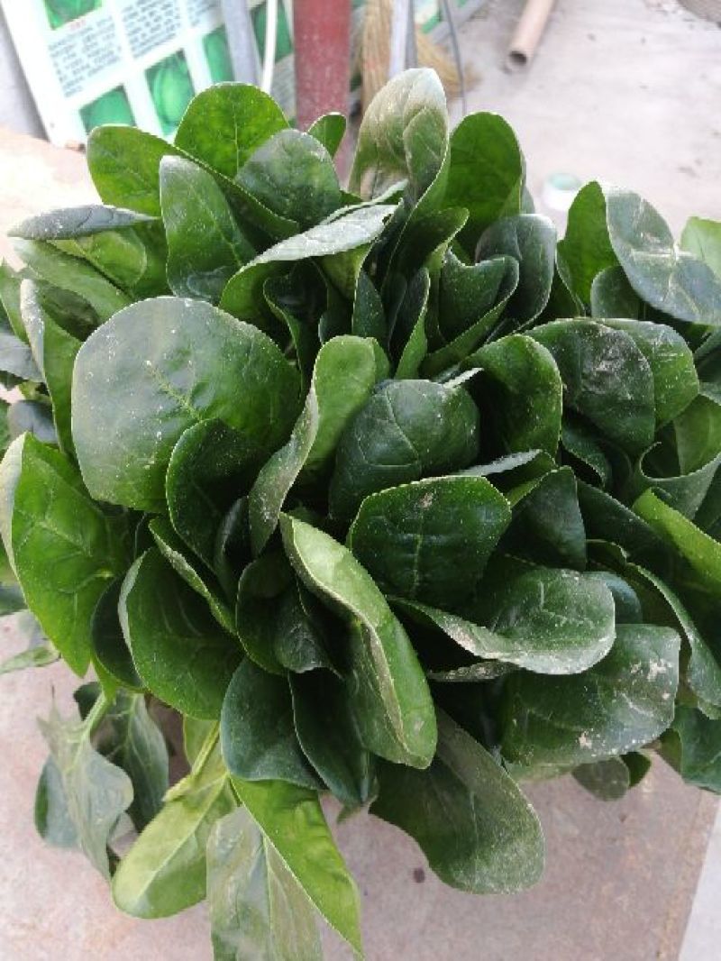 大叶菠菜20~25厘米