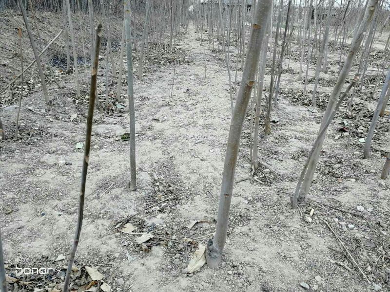 红油香椿苗80cm以上大棚