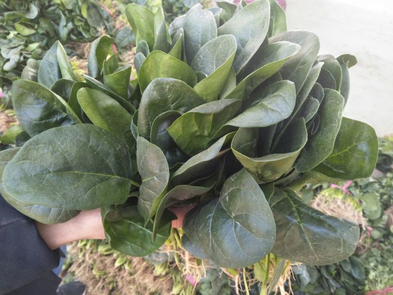 小叶菠菜20~25厘米