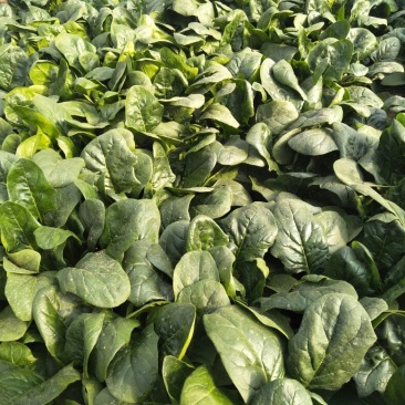 小叶菠菜20~25厘米