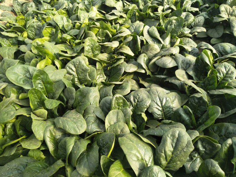 小叶菠菜20~25厘米