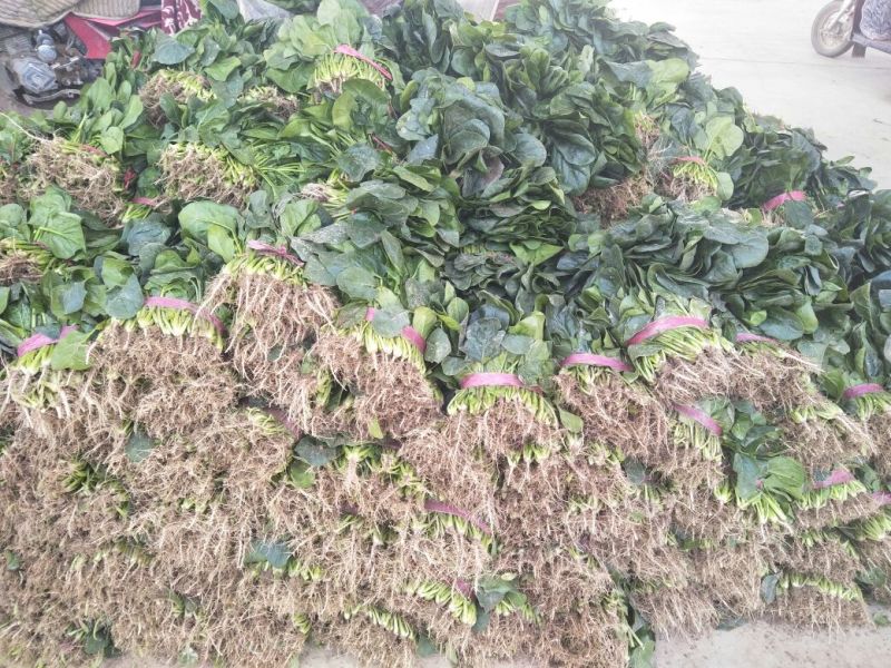 小叶菠菜20~25厘米