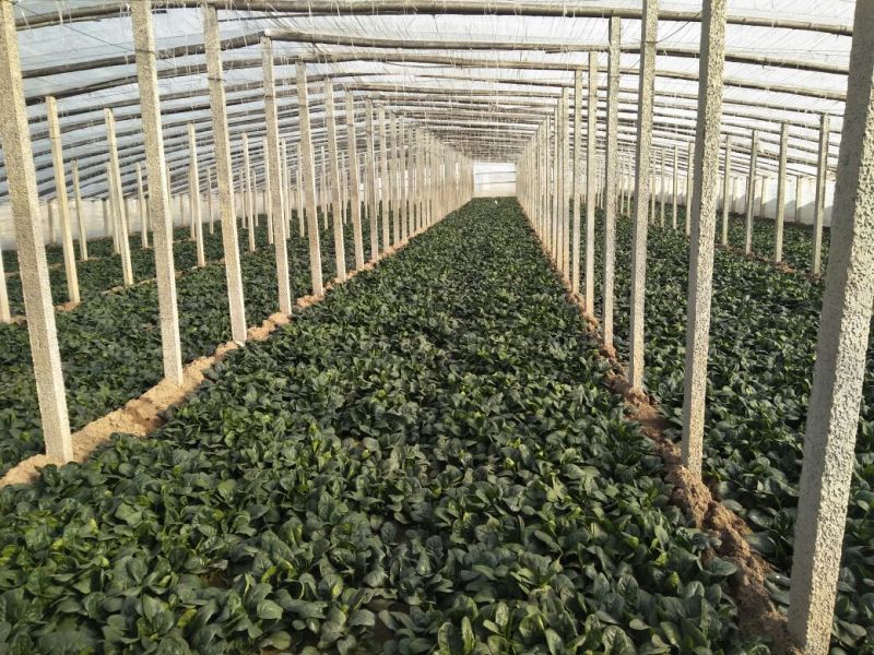 小叶菠菜20~25厘米