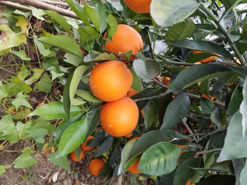 柑桔四川雷波老鸭岩纽荷尔