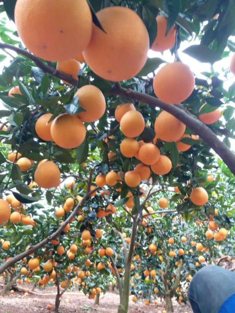 柑桔四川雷波老鸭岩纽荷尔