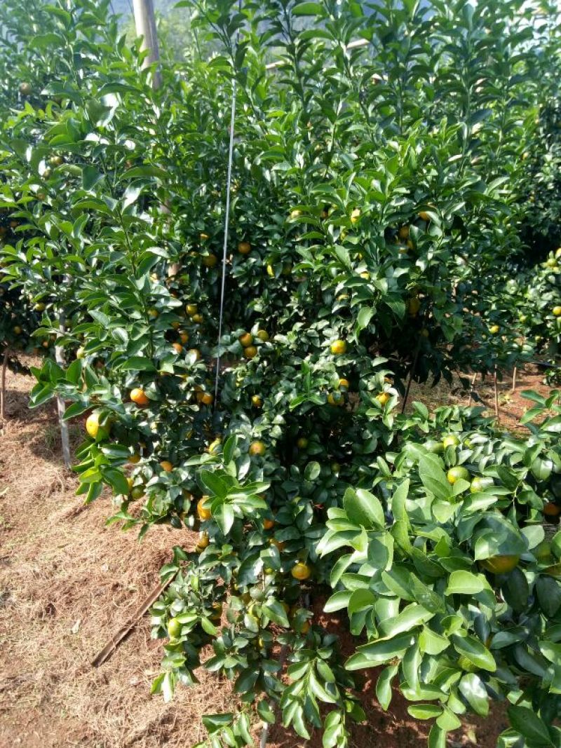 沙糖桔3~4cm一级