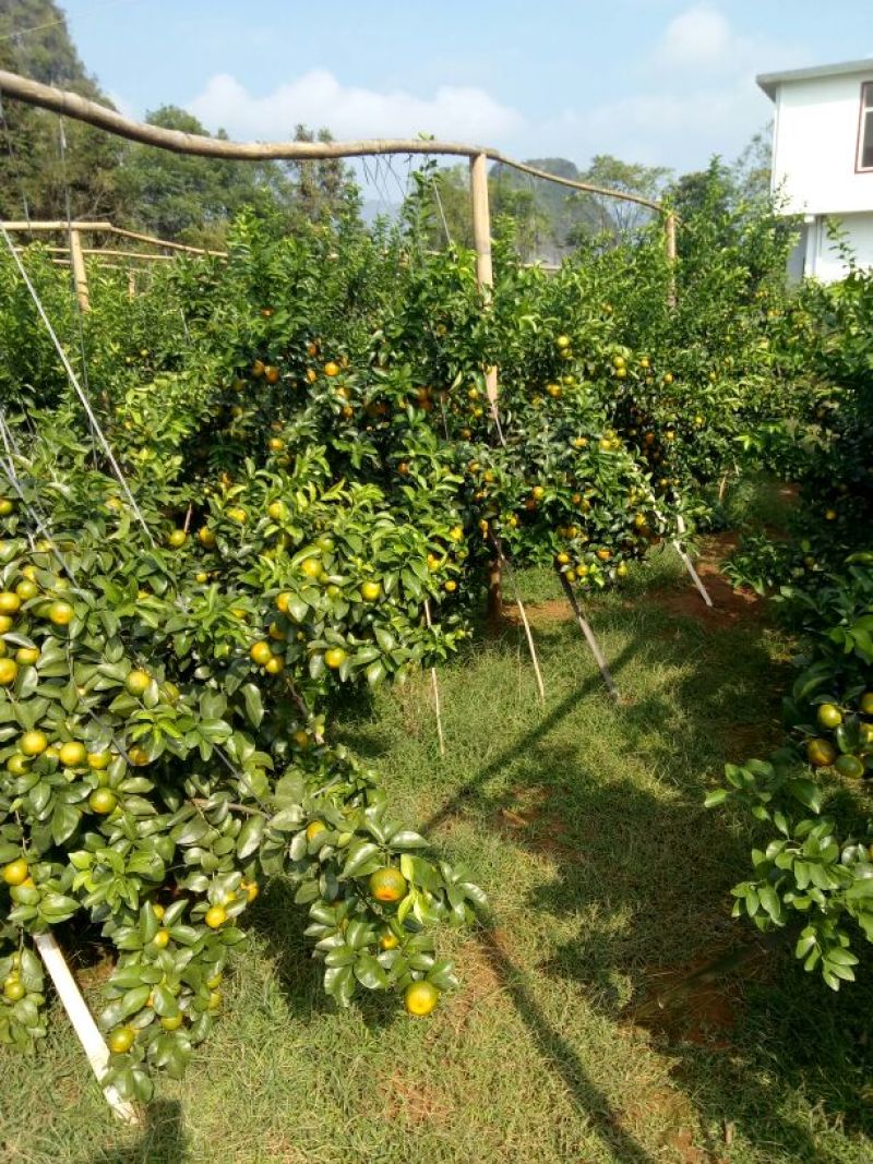 沙糖桔3~4cm一级