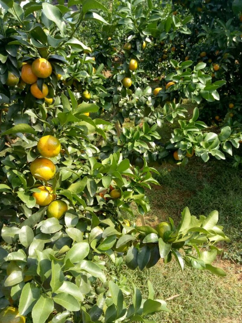 沙糖桔3~4cm一级