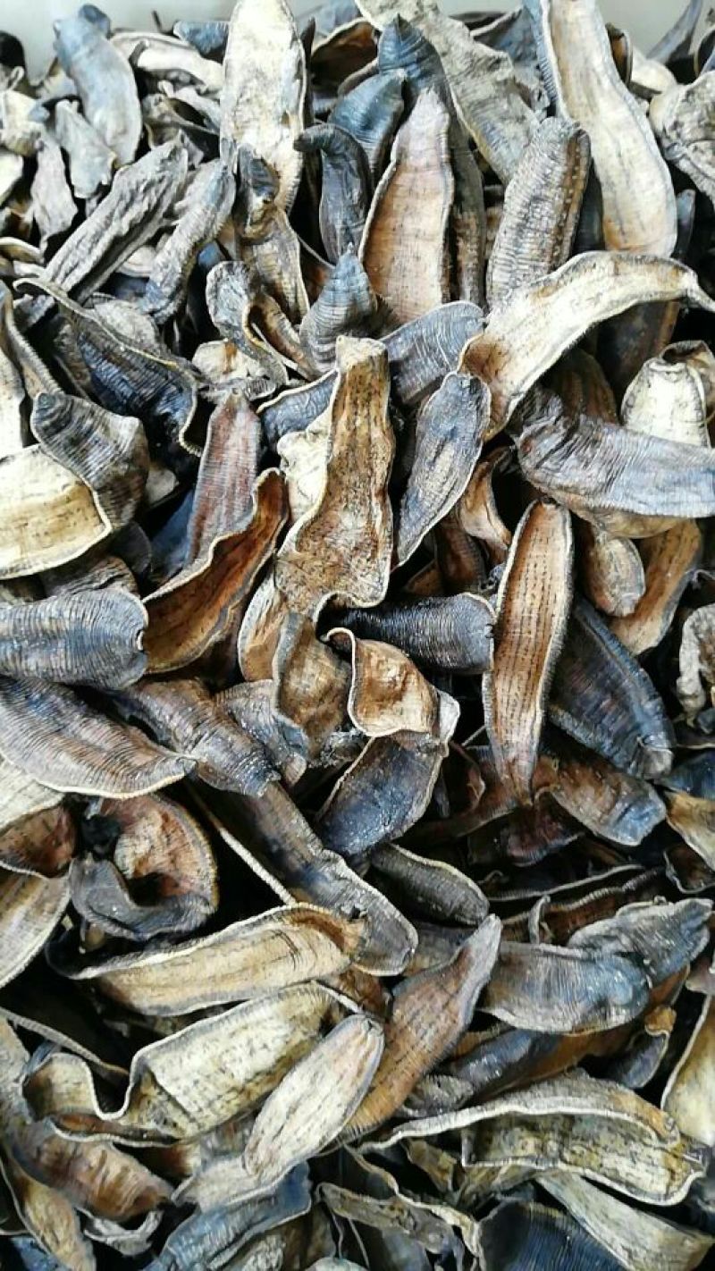 宽体金线蛭药用