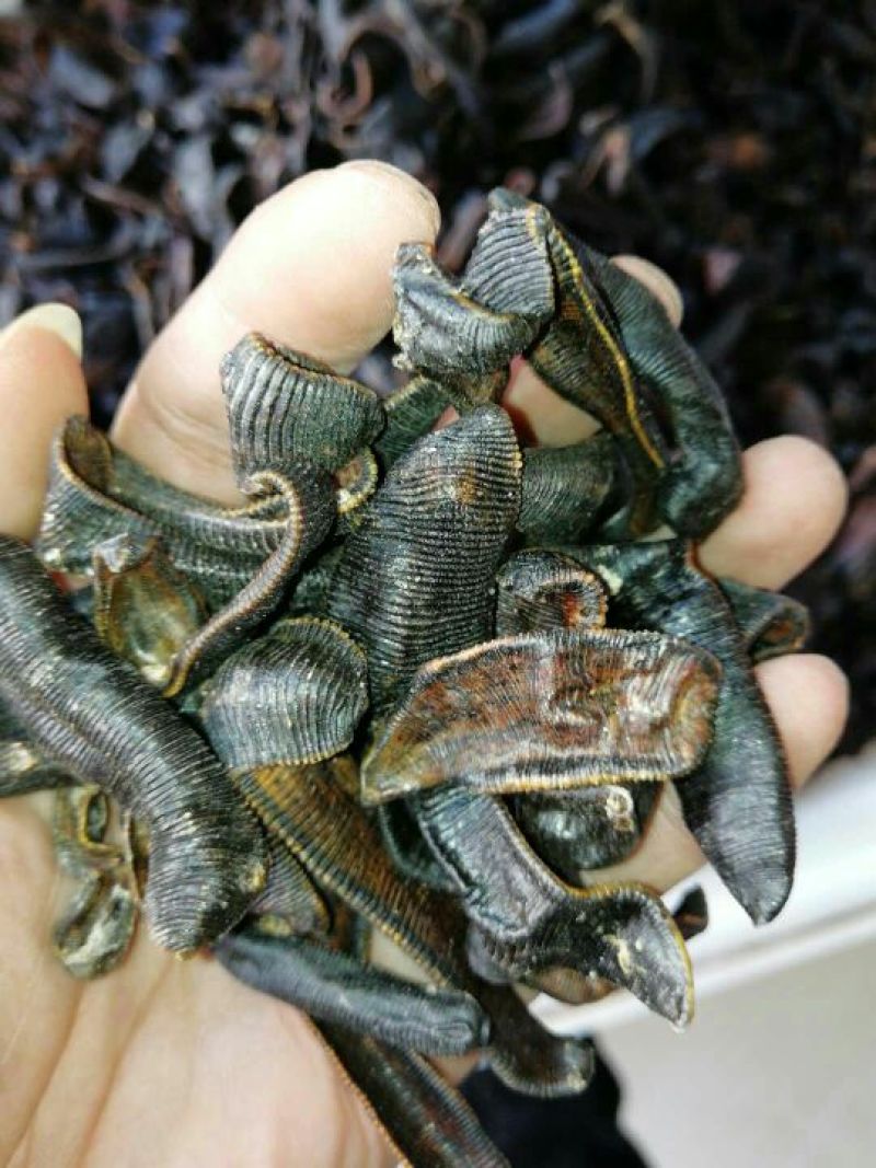 宽体金线蛭药用