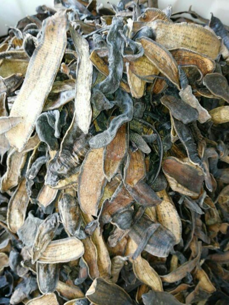 宽体金线蛭药用