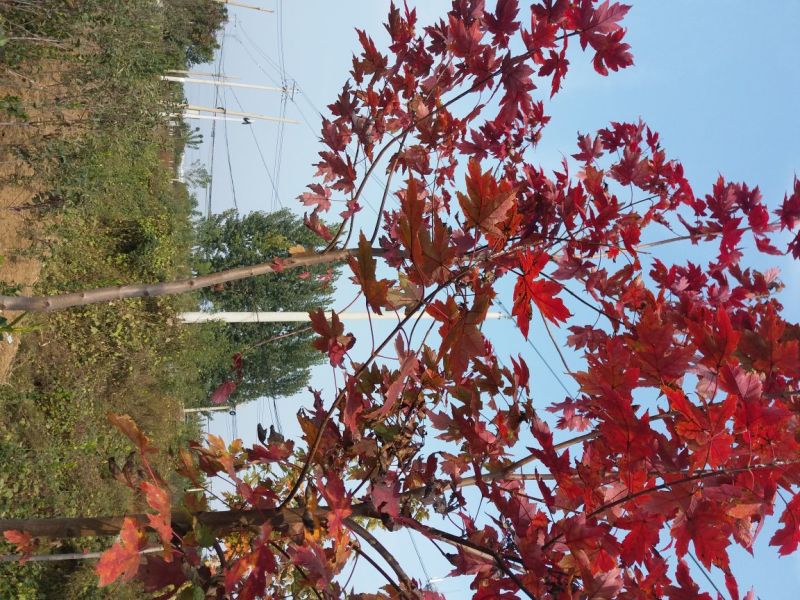 基地直销各种规格的美国红枫，秋火焰，品种纯正