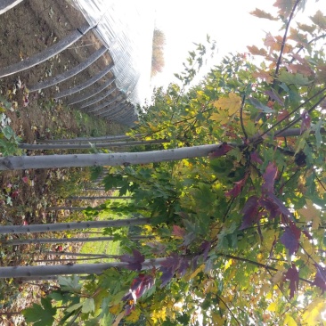 基地直销各种规格的美国红枫，秋火焰，品种纯正