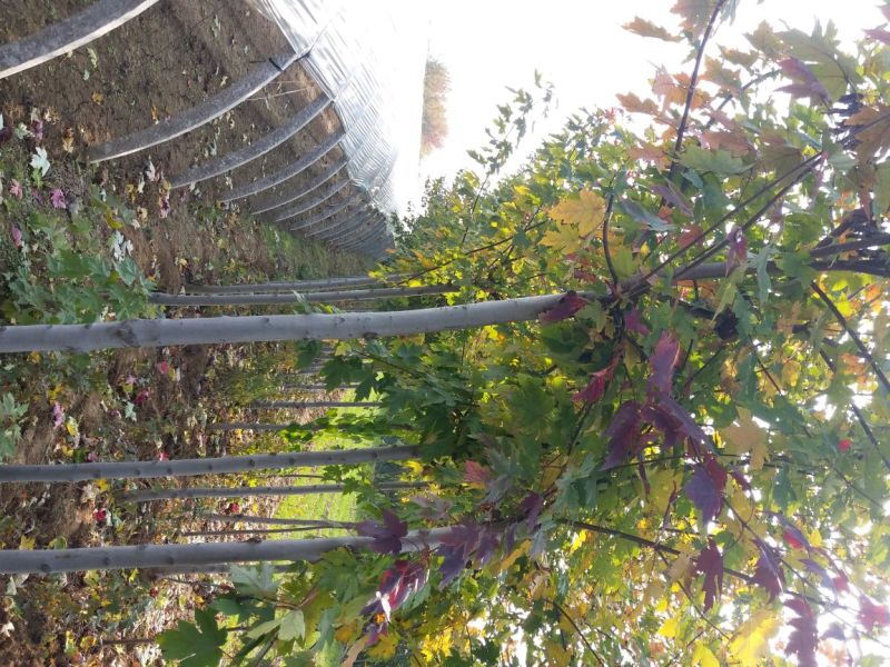 基地直销各种规格的美国红枫，秋火焰，品种纯正