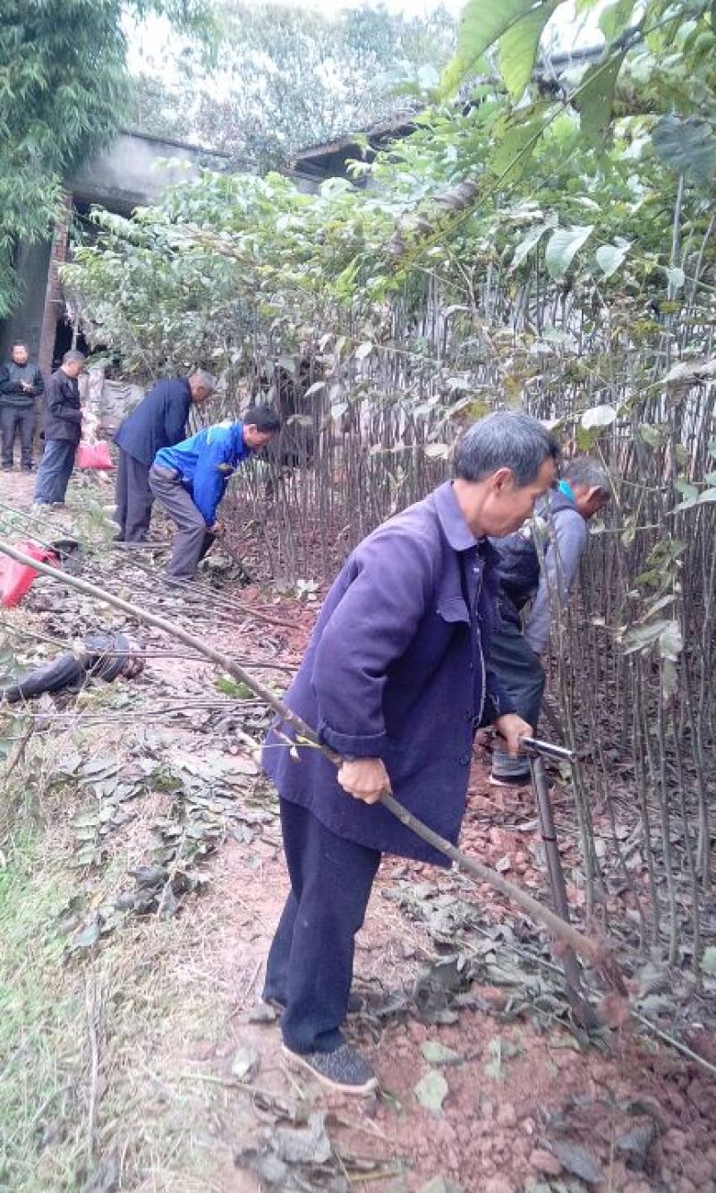 庄氏鑫兴苗木实生核桃苗