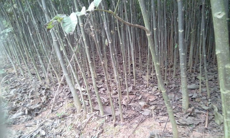 庄氏鑫兴苗木实生核桃苗