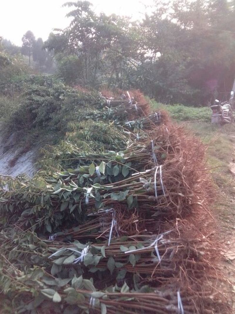 茂县青脆李子苗脱骨脆甜化