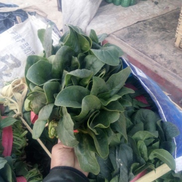 黑叶菠菜20~25厘米