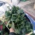 黑叶菠菜20~25厘米
