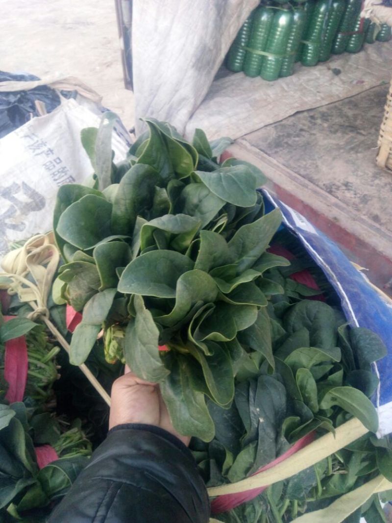黑叶菠菜20~25厘米