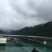 草鱼1~2.5公斤人工养殖活鱼
