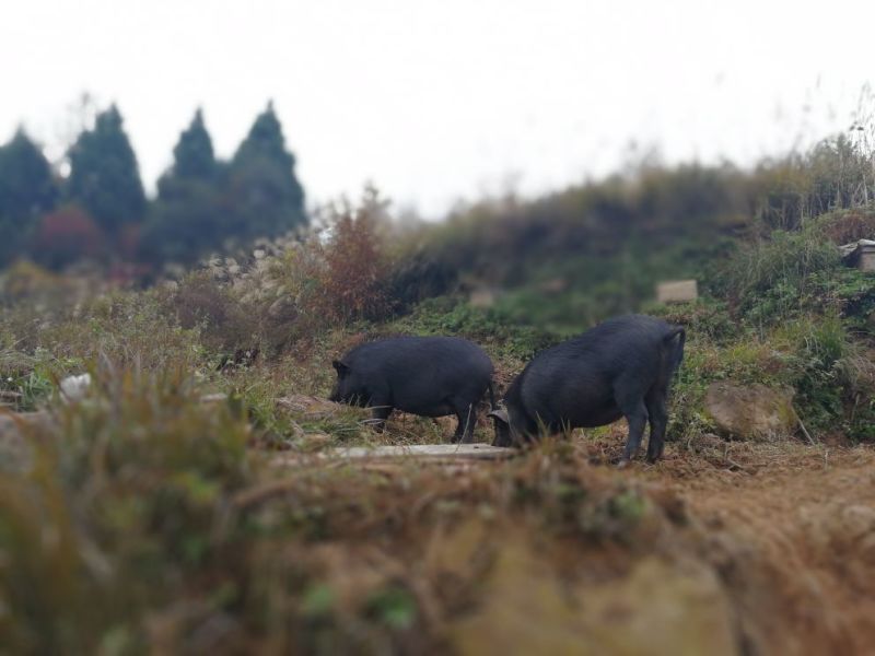 猪肉分割品毛猪常年供应