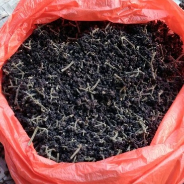吴茱萸小花统