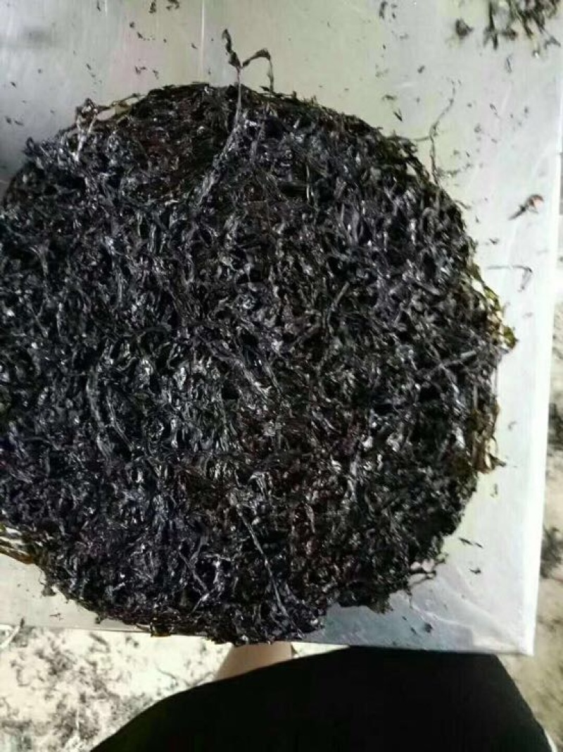 紫菜人工养殖头水