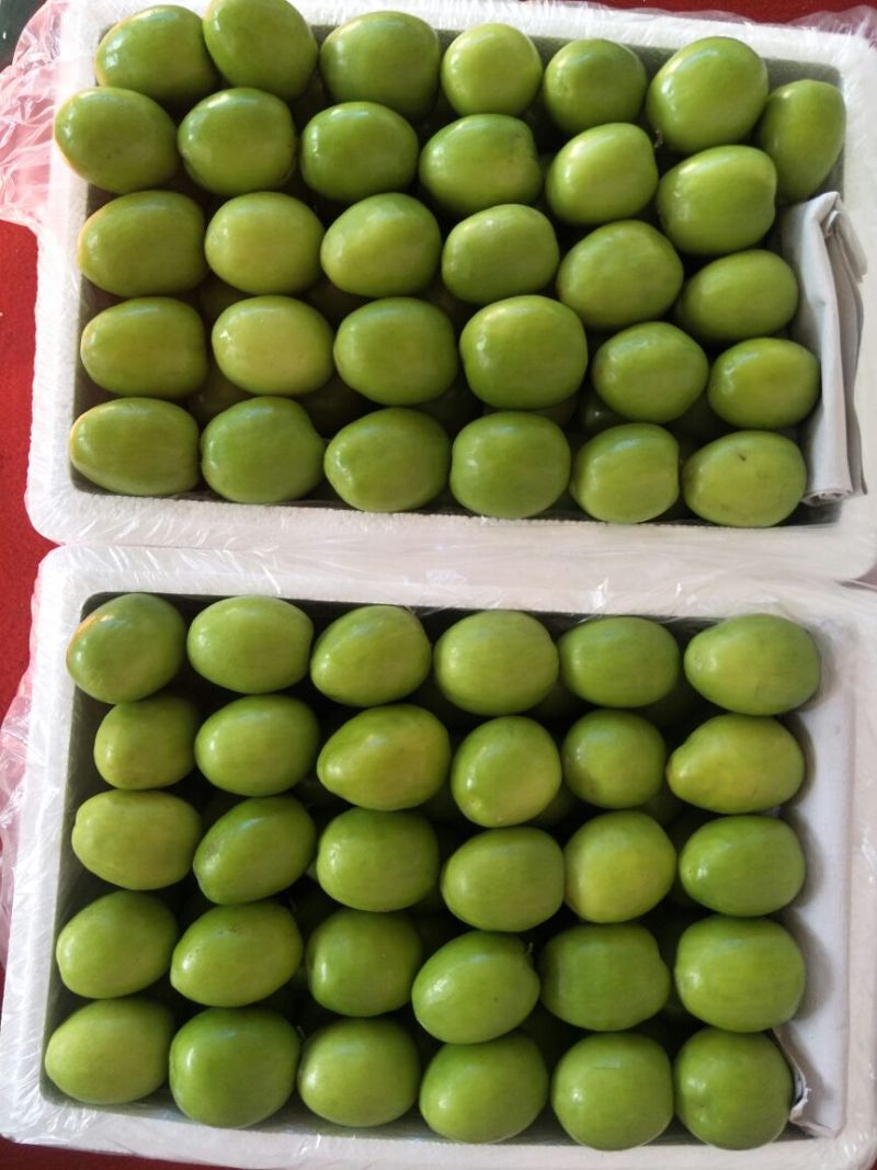 台湾大青枣30~40g