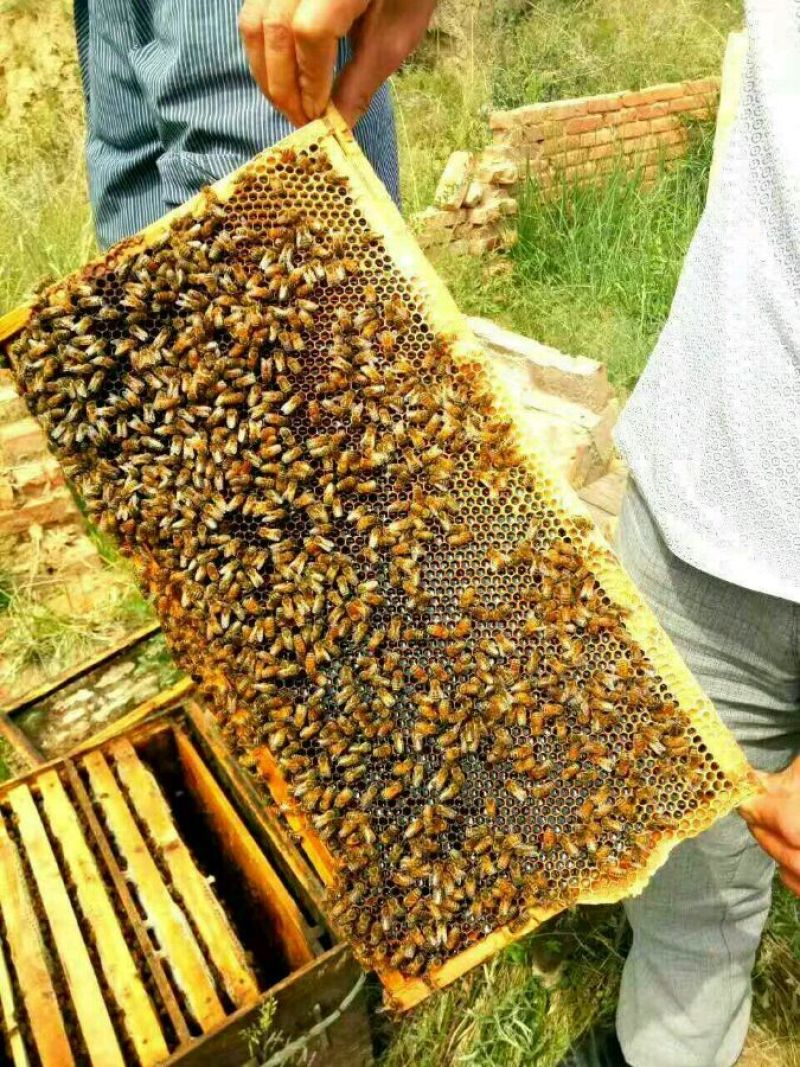 蜂蜜产地直销9斤装，信誉第一