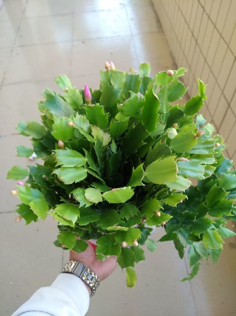 蟹爪兰