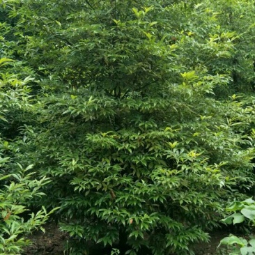 细叶桢楠，带土球优质移栽苗发货，成活率高欢迎现场考察。