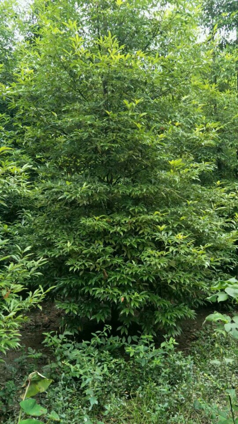 细叶桢楠，带土球优质移栽苗发货，成活率高欢迎现场考察。