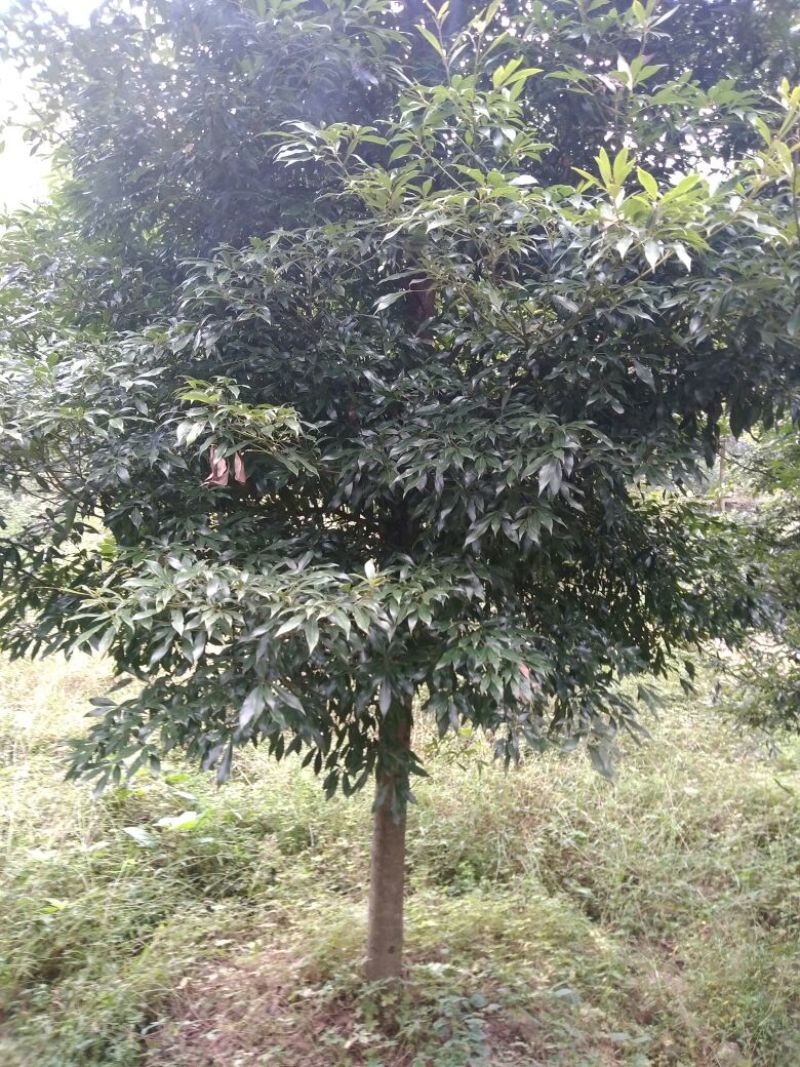 细叶桢楠，带土球优质移栽苗发货，成活率高欢迎现场考察。
