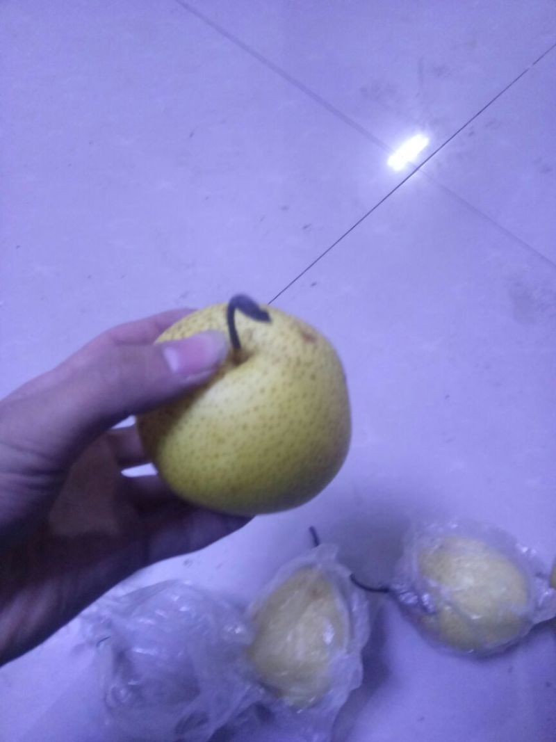 雪花梨450~500g纸箱