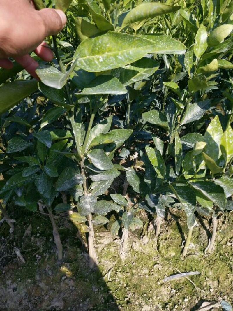 沃柑苗50~80cm