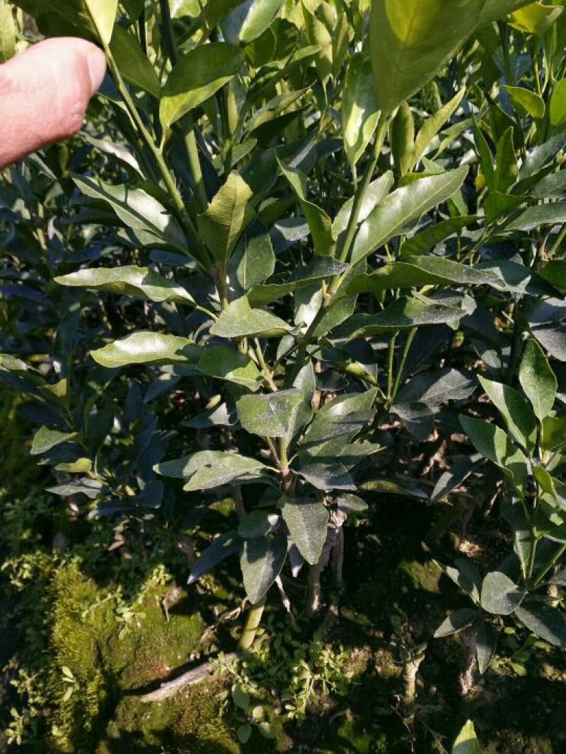 沃柑苗50~80cm