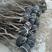 牡丹花石榴3公分土球上车工程专用石榴树