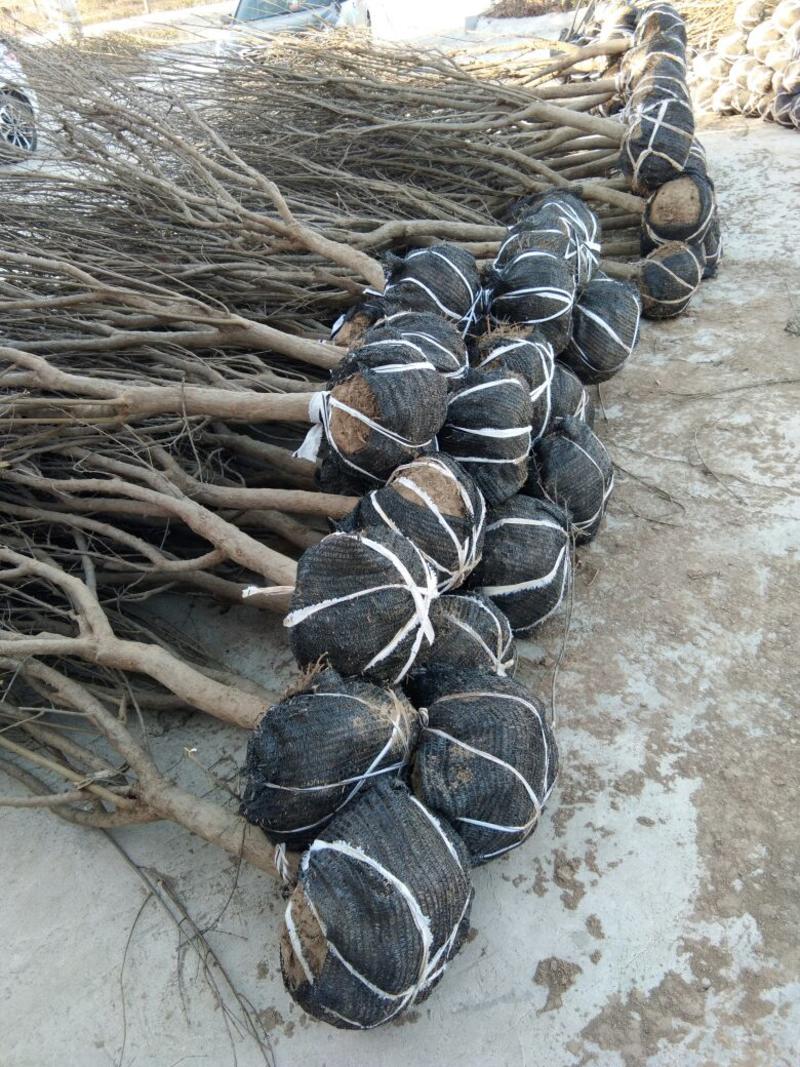 牡丹花石榴3公分土球上车工程专用石榴树