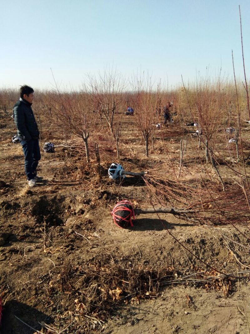 红叶碧桃，山东红叶碧桃基地，红叶碧桃育苗推广中心