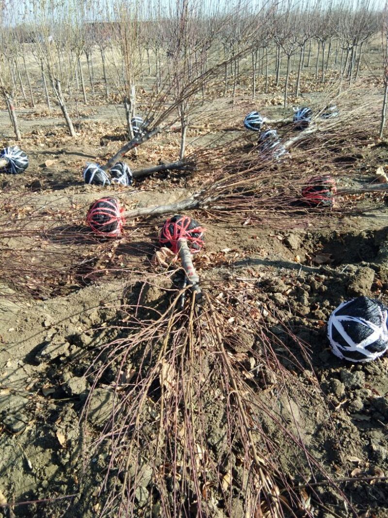 红叶碧桃，山东红叶碧桃基地，红叶碧桃育苗推广中心